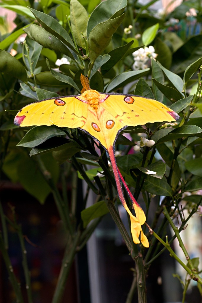 vlinder vlinders hdr insect insecten nederland uitheems Lepidoptera rups rupsen vlindertuin natuur